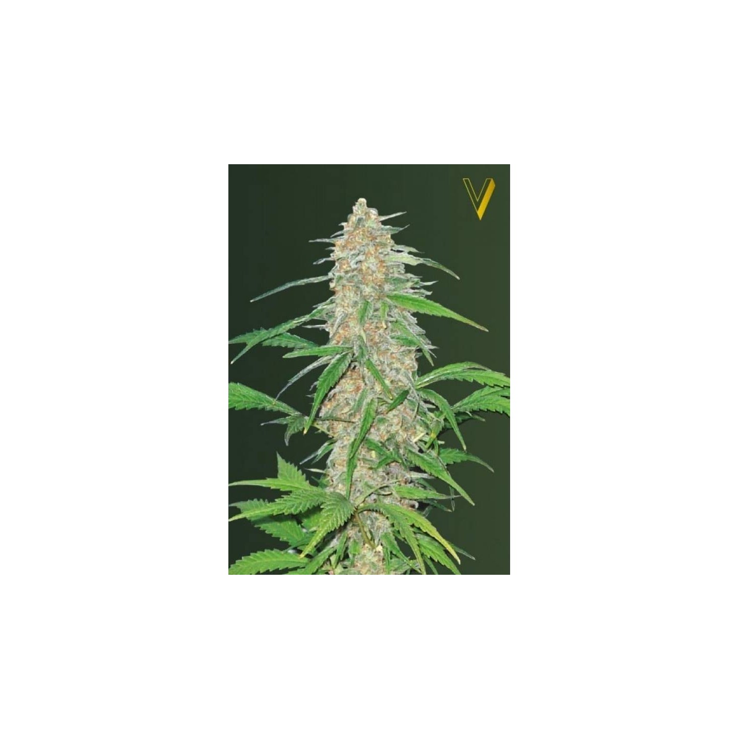 AK-77V Feminizada de Victory Seeds