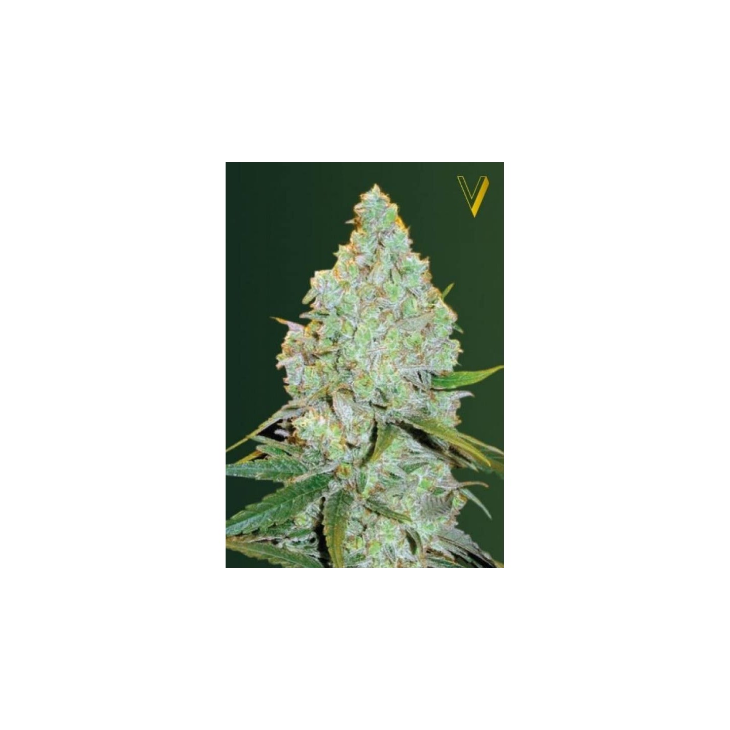 Amnesia Haze Autofloreciente Feminizada de Victory Seeds