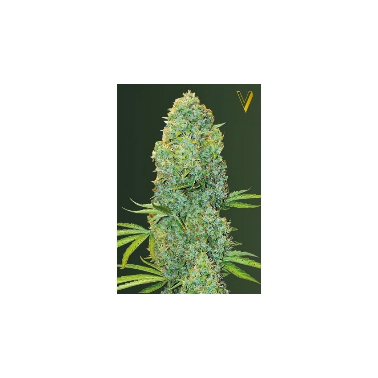Amnesia Haze Feminizada de Victory Seeds