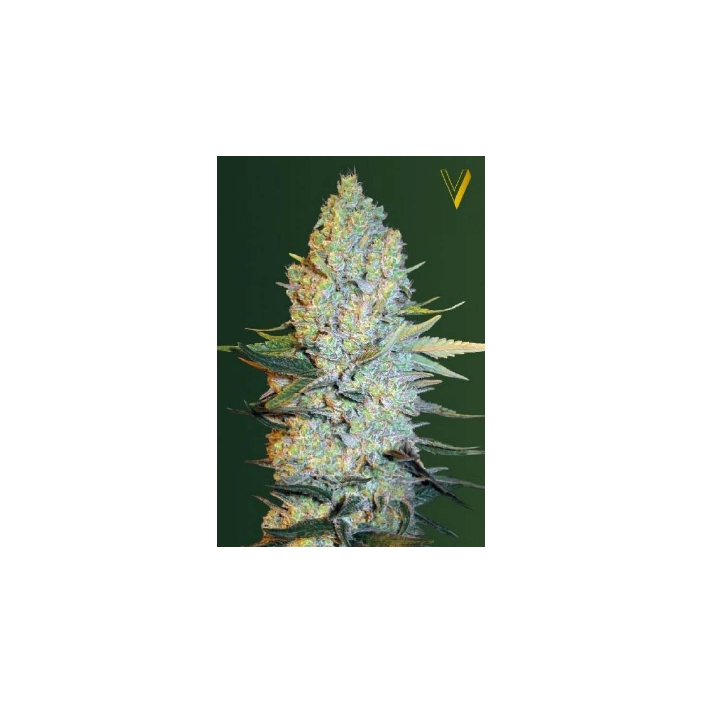 Amnesium Feminizada de Victory Seeds