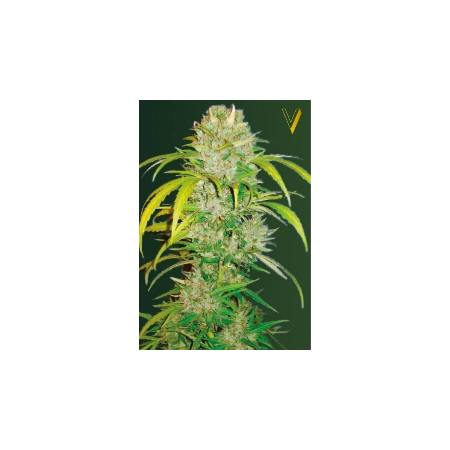 Big Angel Autofloreciente Feminizada de Victory Seeds