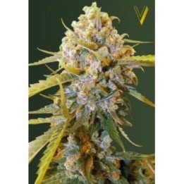 Biggest Bud Feminizada de Victory Seeds