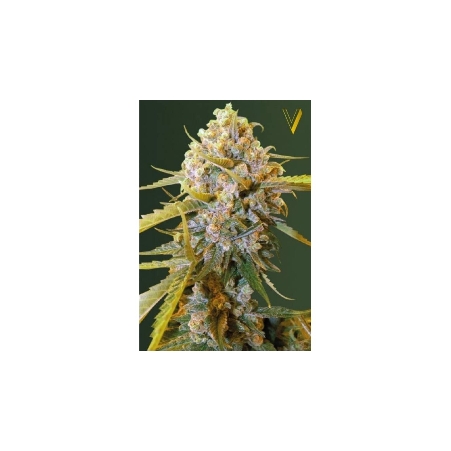 Biggest Bud Feminizada de Victory Seeds