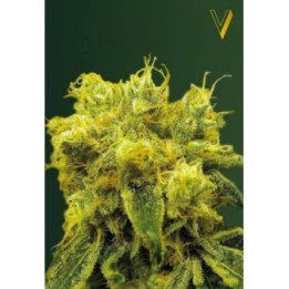 Blow Dream Feminizada de Victory Seeds