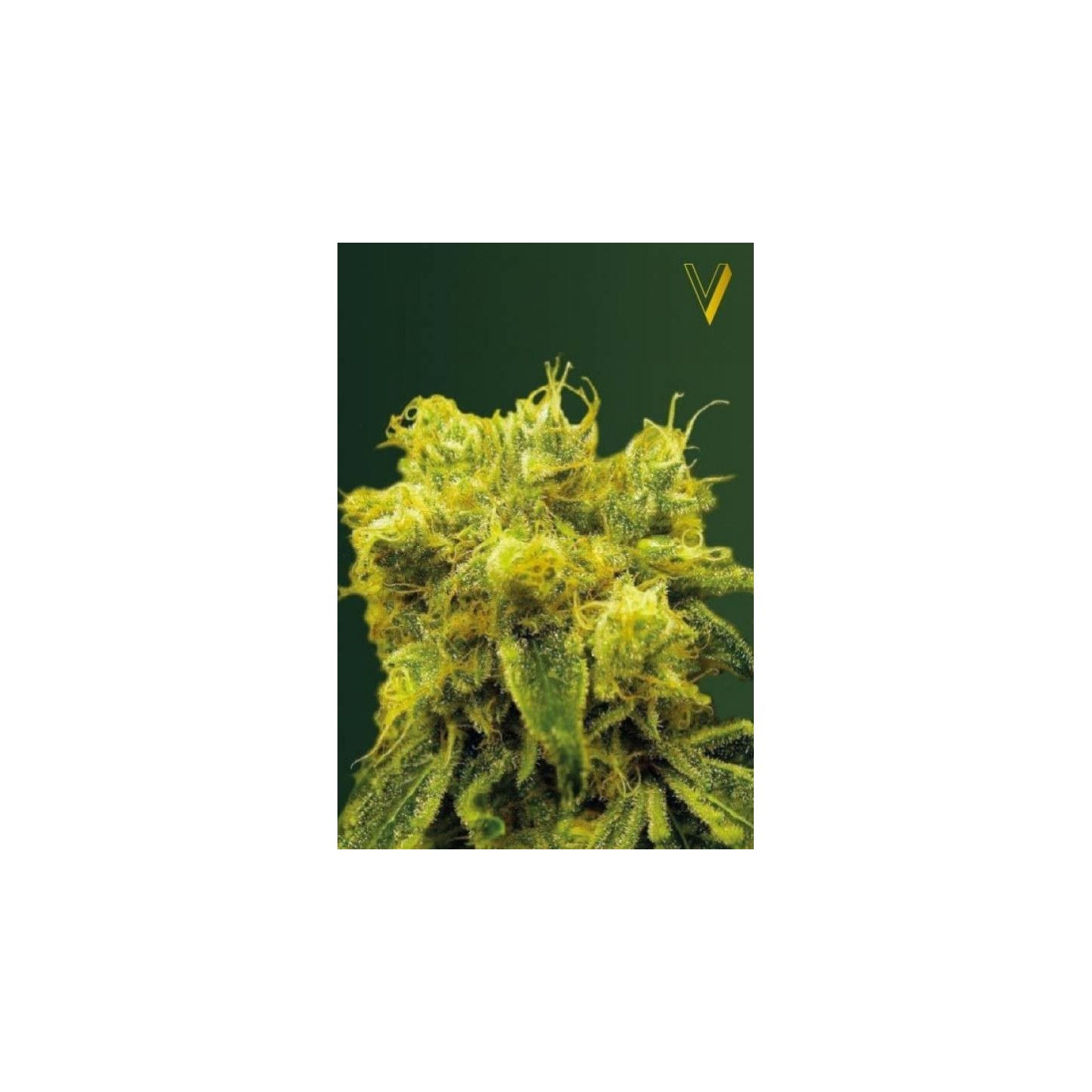 Blow Dream Feminizada de Victory Seeds