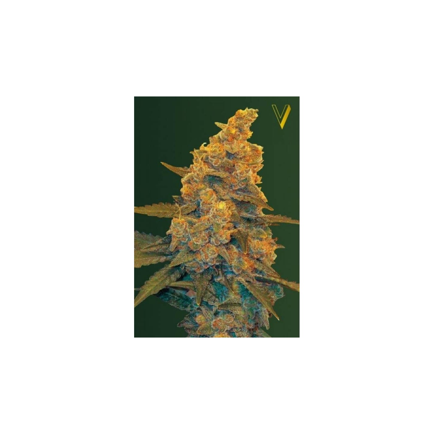Blow Dream Autofloreciente Feminizada de Victory Seeds