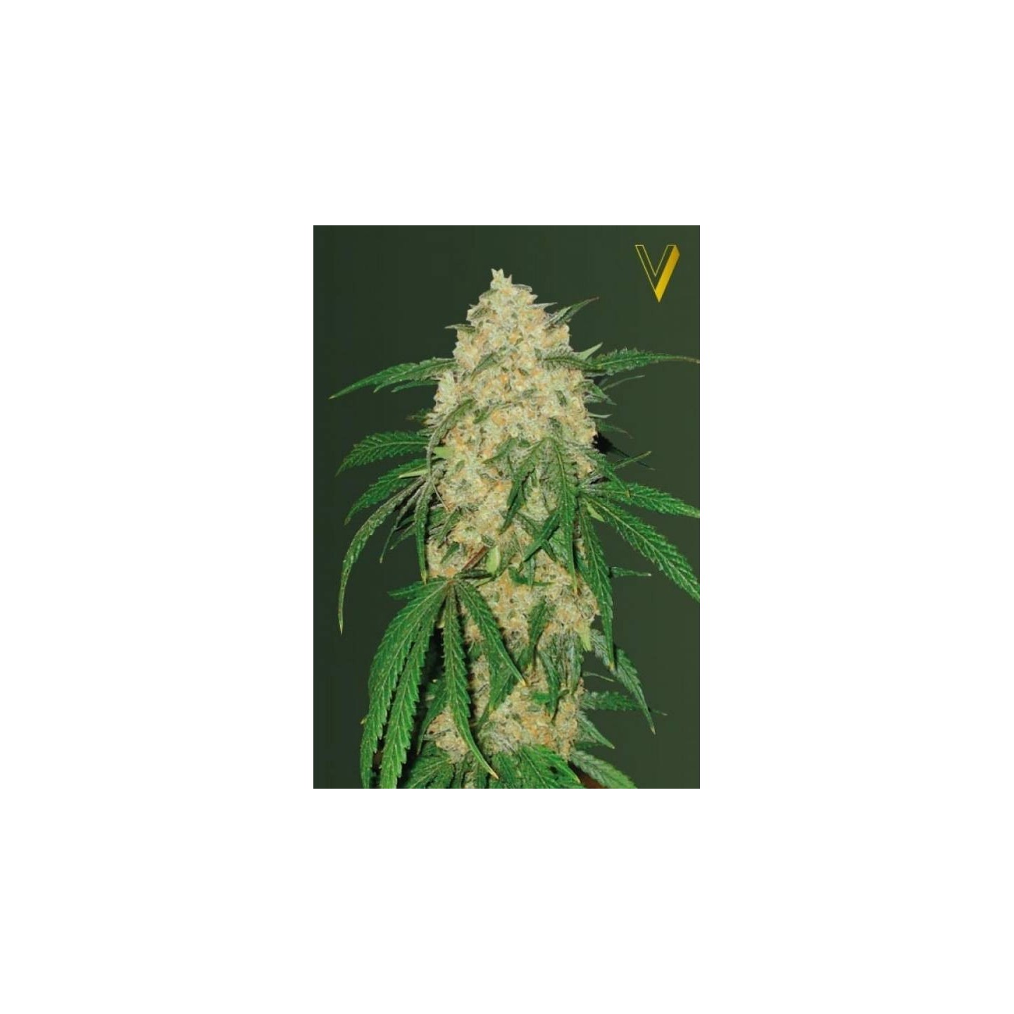 Bubblegum + Pro Feminizada de Victory Seeds