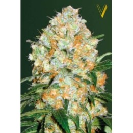 Bubblegum + Pro Autofloreciente Feminizada de Victory Seeds