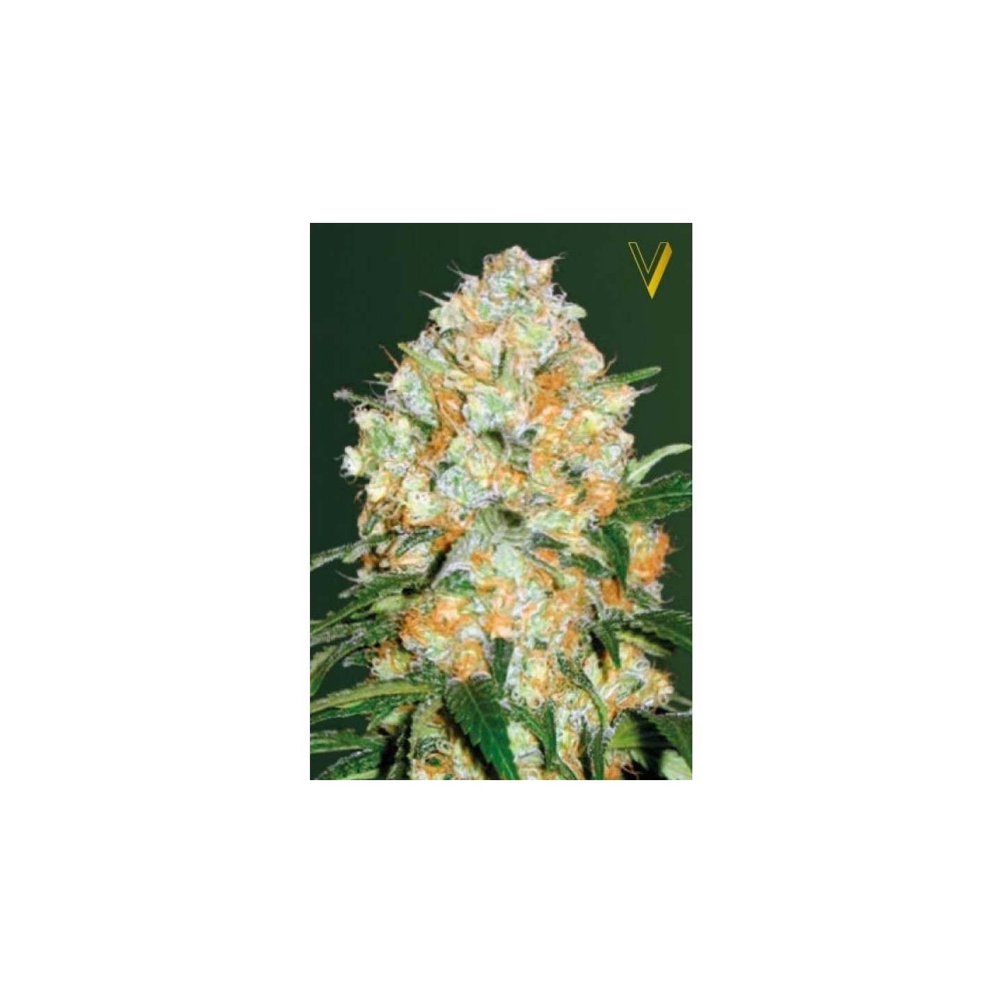 Bubblegum + Pro Autofloreciente Feminizada de Victory Seeds