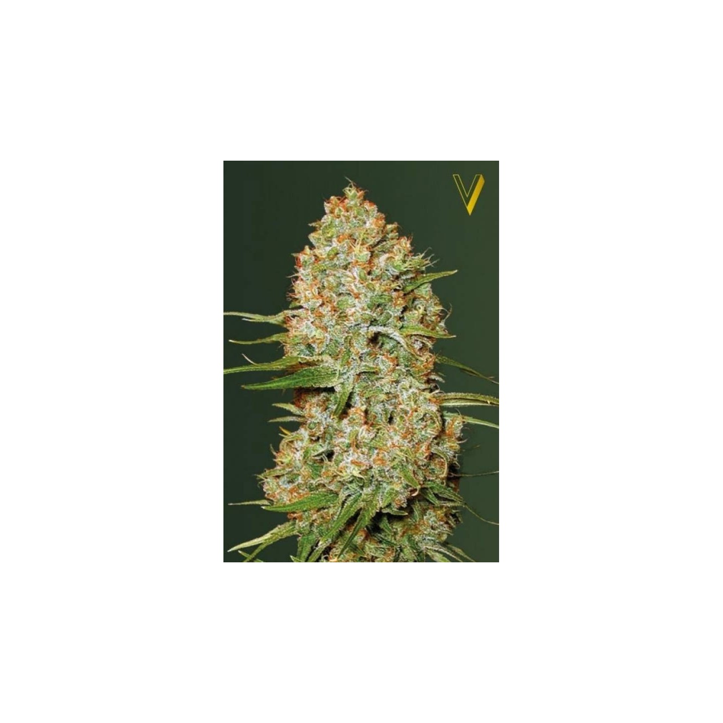 Amnesium Autofloreciente Feminizada de Victory Seeds