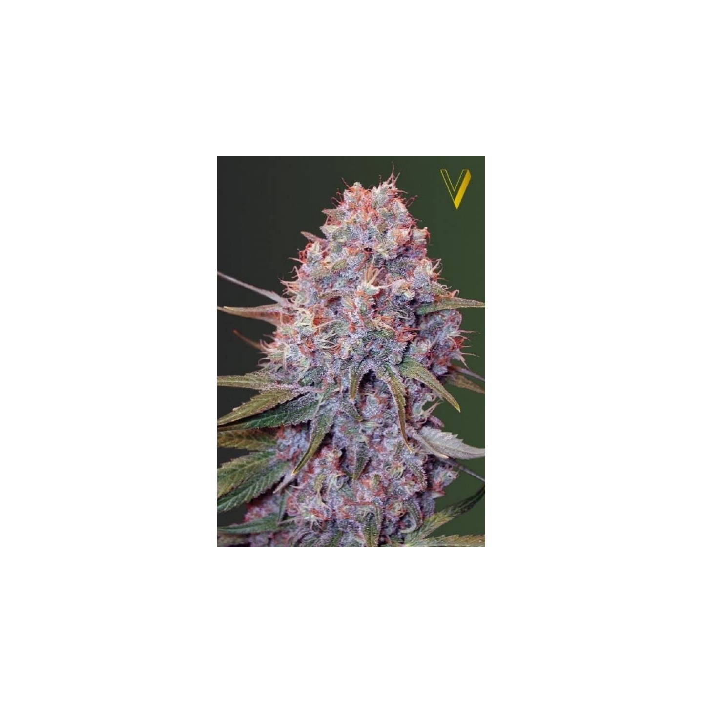 Caramelino Feminizada de Victory Seeds