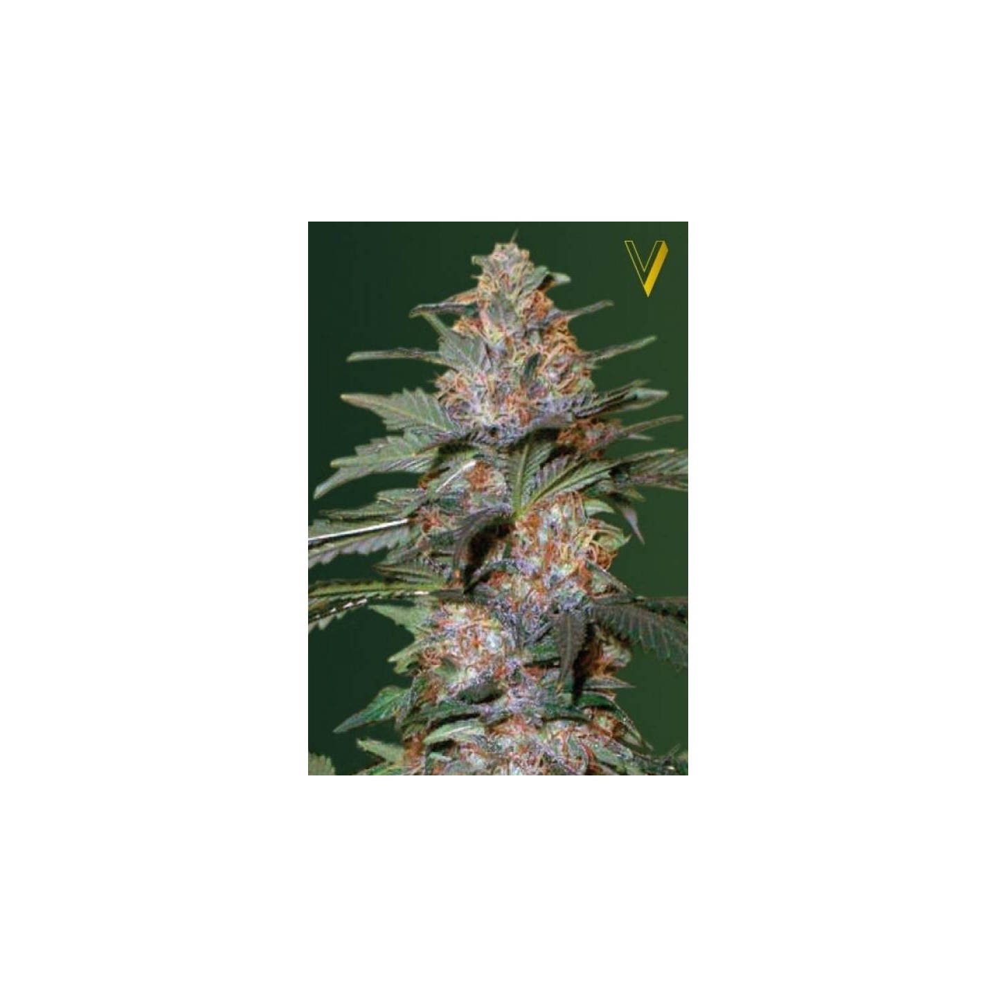 Caramelino Autofloreciente Feminizada de Victory Seeds