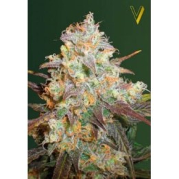 Chocodope Feminizada de Victory Seeds