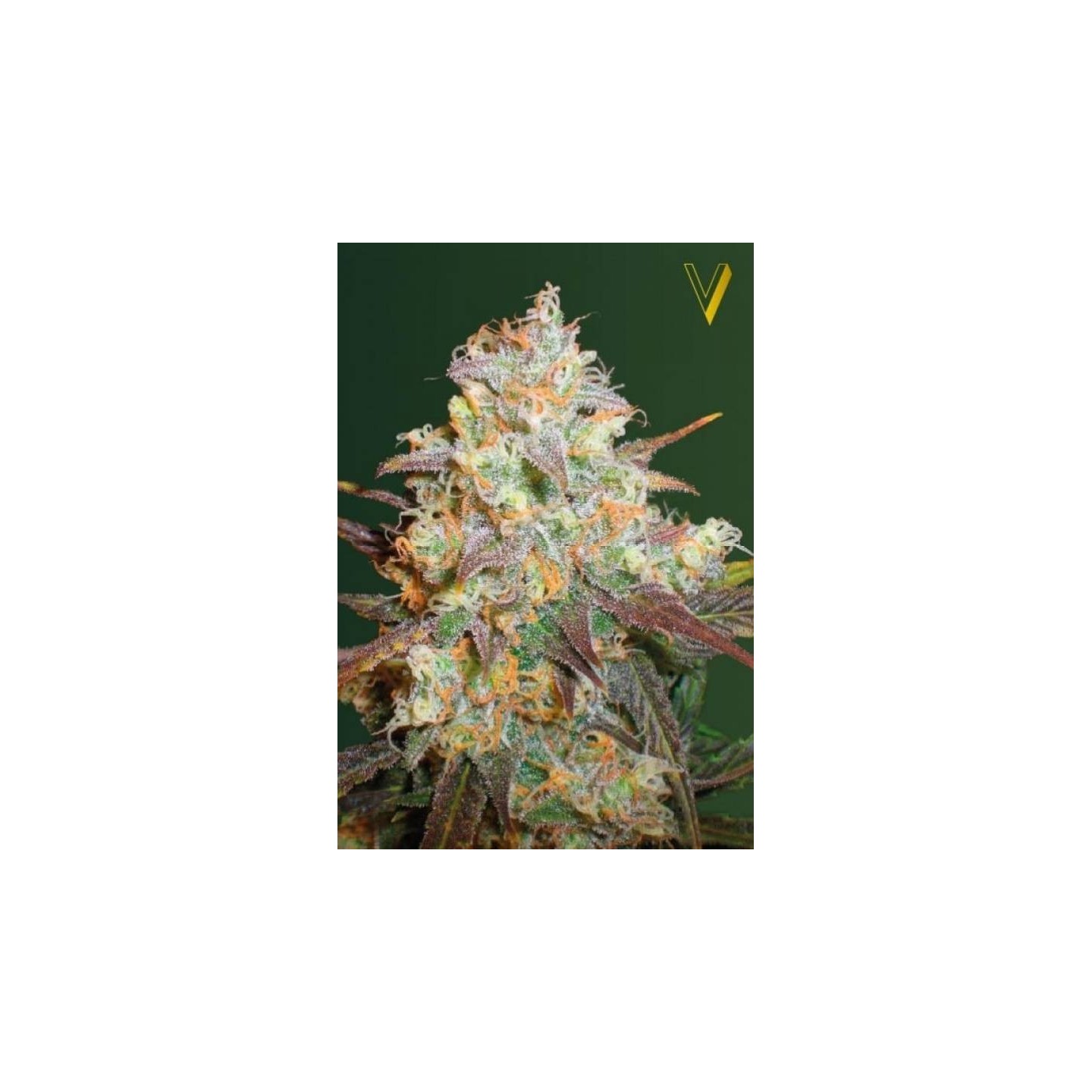 Chocodope Feminizada de Victory Seeds