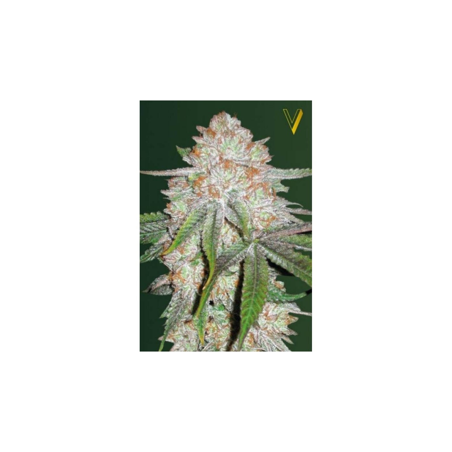 Chocodope Autofloreciente Feminizada de Victory Seeds
