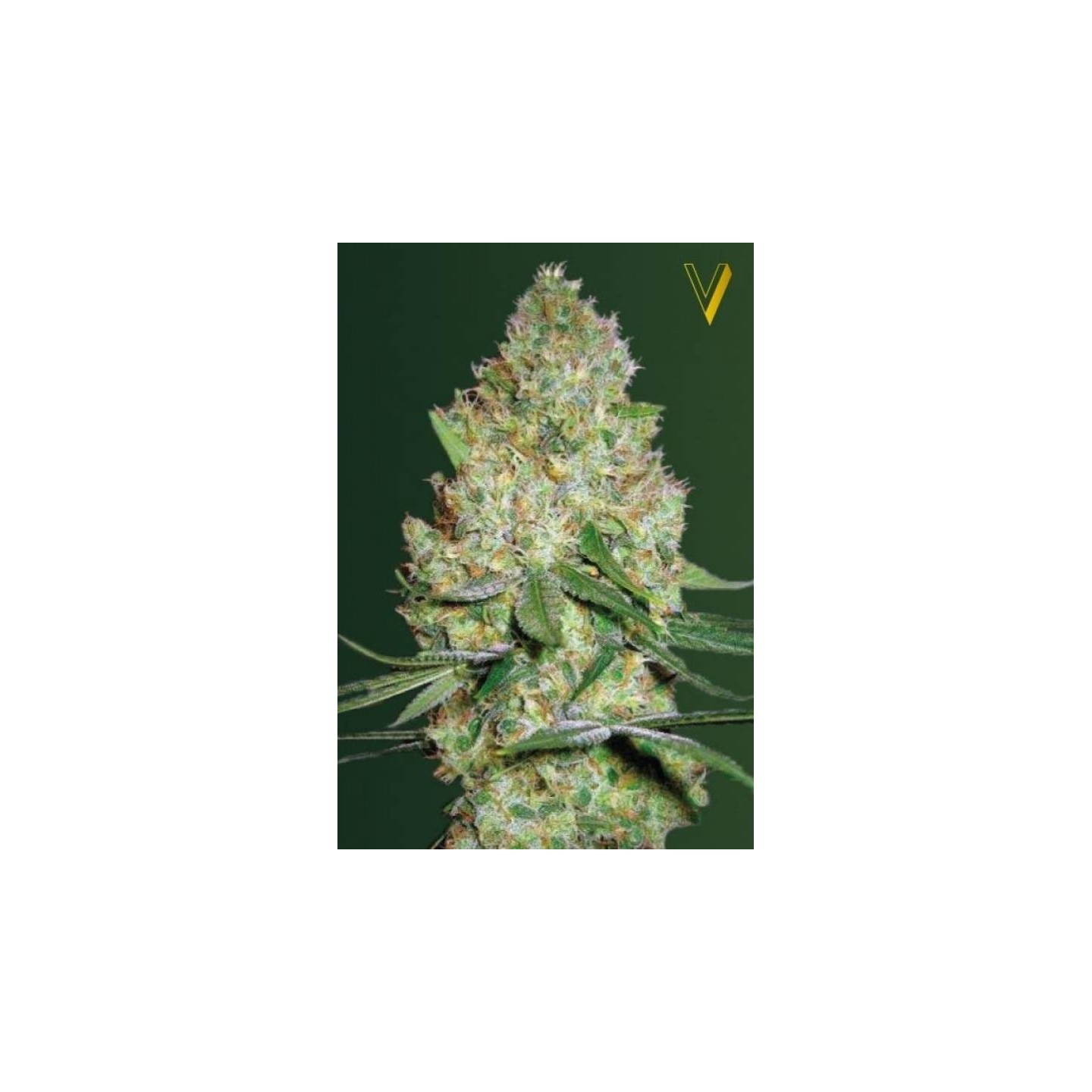 Chronic Monster XXL Feminizada de Victory Seeds