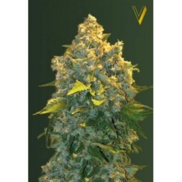 Chronic Monster XXL Autofloreciente Feminizada de Victory Seeds
