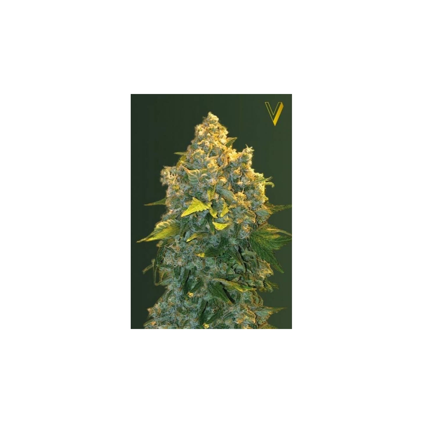 Chronic Monster XXL Autofloreciente Feminizada de Victory Seeds