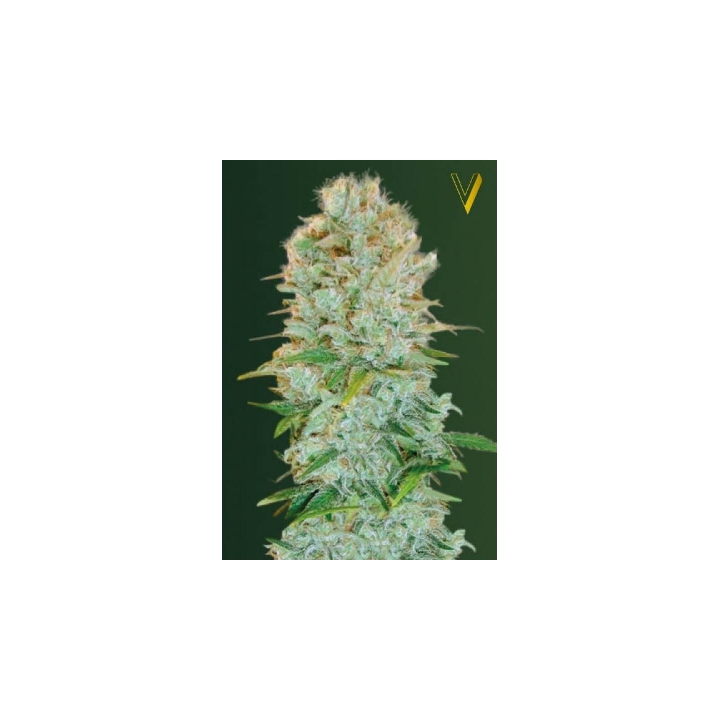 Critical Feminizada de Victory Seeds