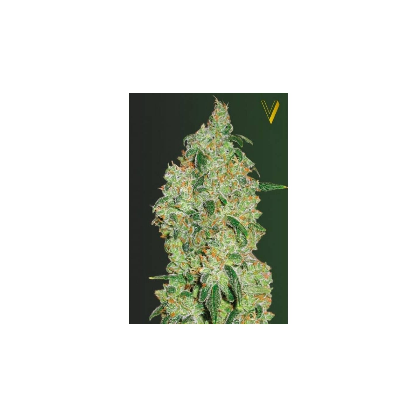 Green Wild Shark Feminizada de Victory Seeds