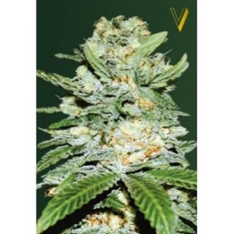 Jack Hammer Autofloreciente Feminizada de Victory Seeds