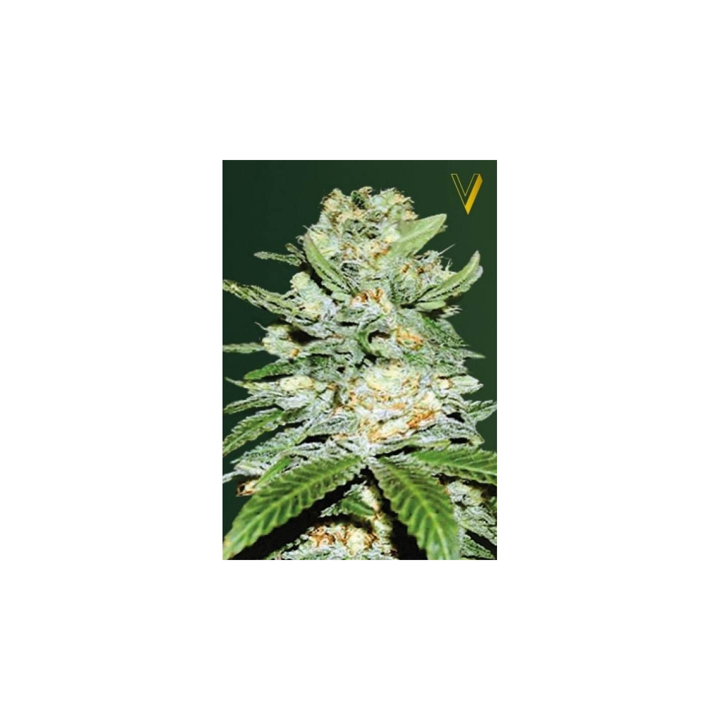 Jack Hammer Autofloreciente Feminizada de Victory Seeds