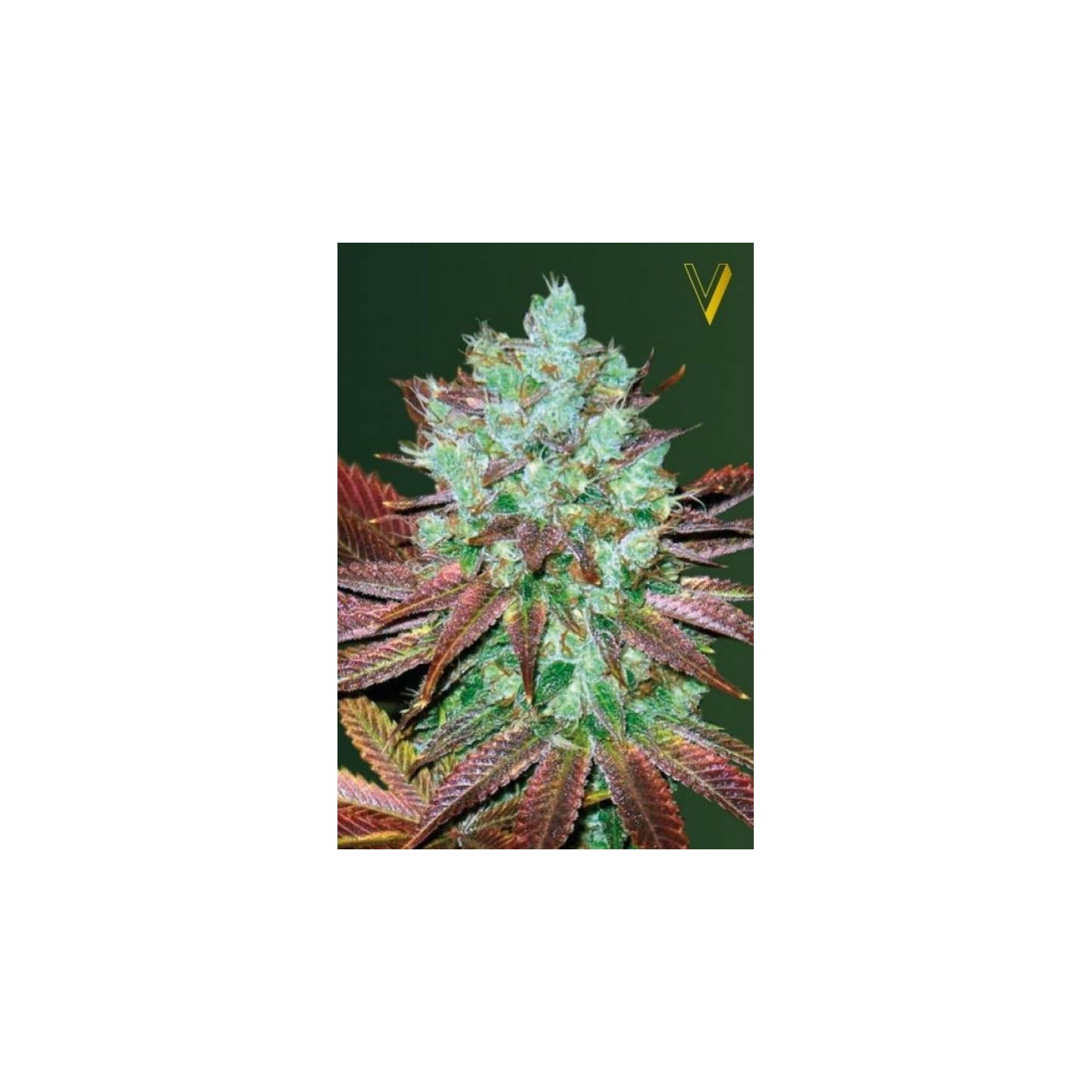 NHL Diesel Autofloreciente Feminizada de Victory Seeds