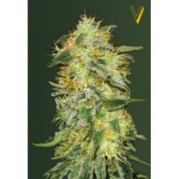 Original Limonade Skunk Autofloreciente Feminizada de Victory