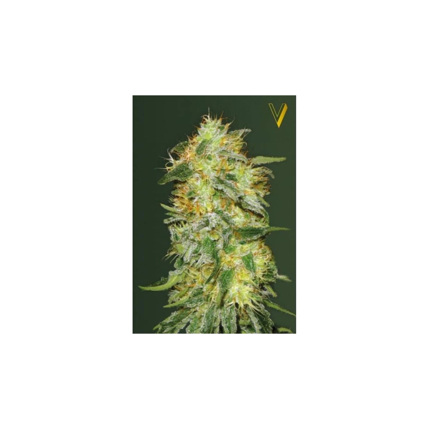 Original Limonade Skunk Feminizada de Victory Seeds