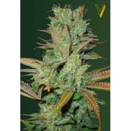 Seemango Feminizada de Victory Seeds