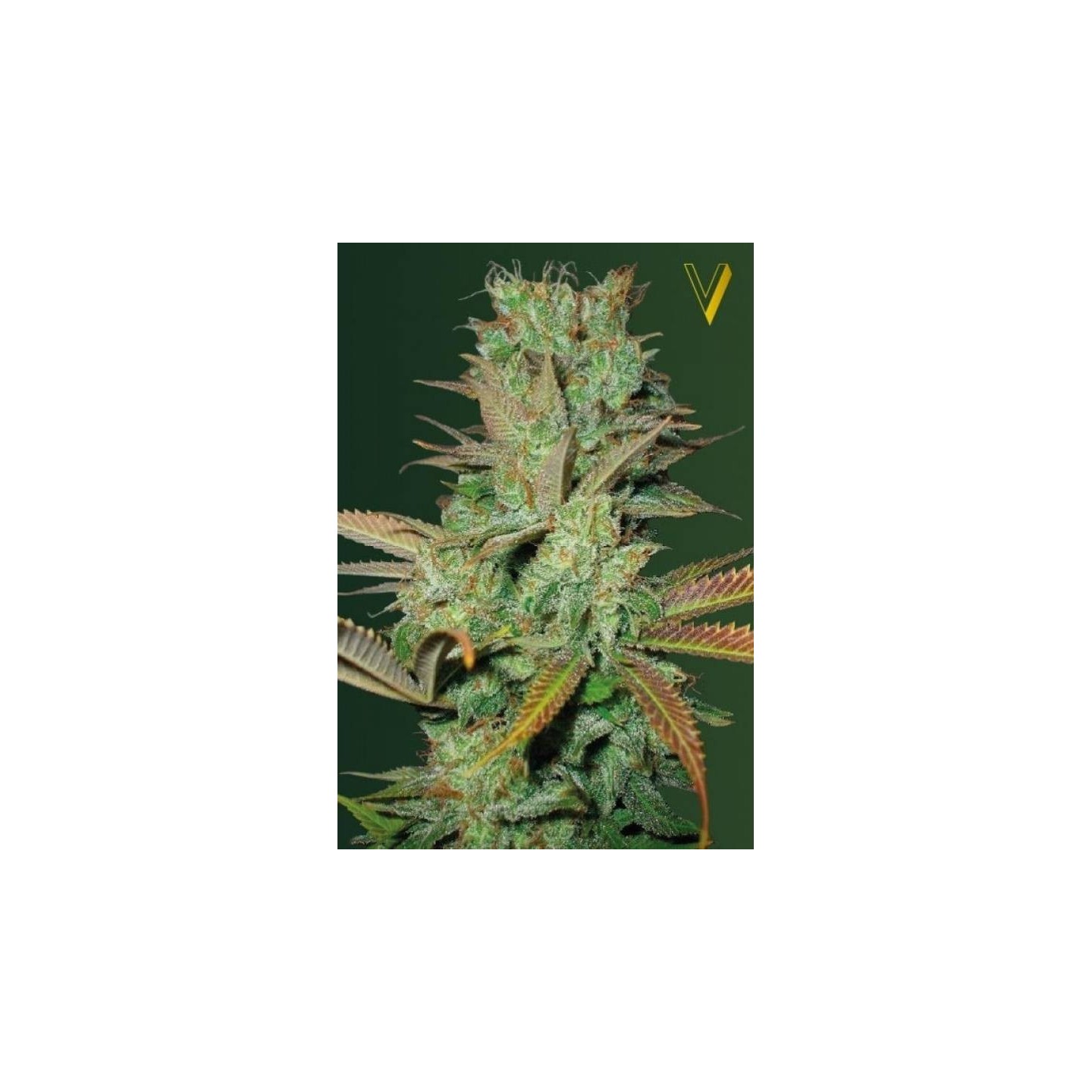 Seemango Feminizada de Victory Seeds