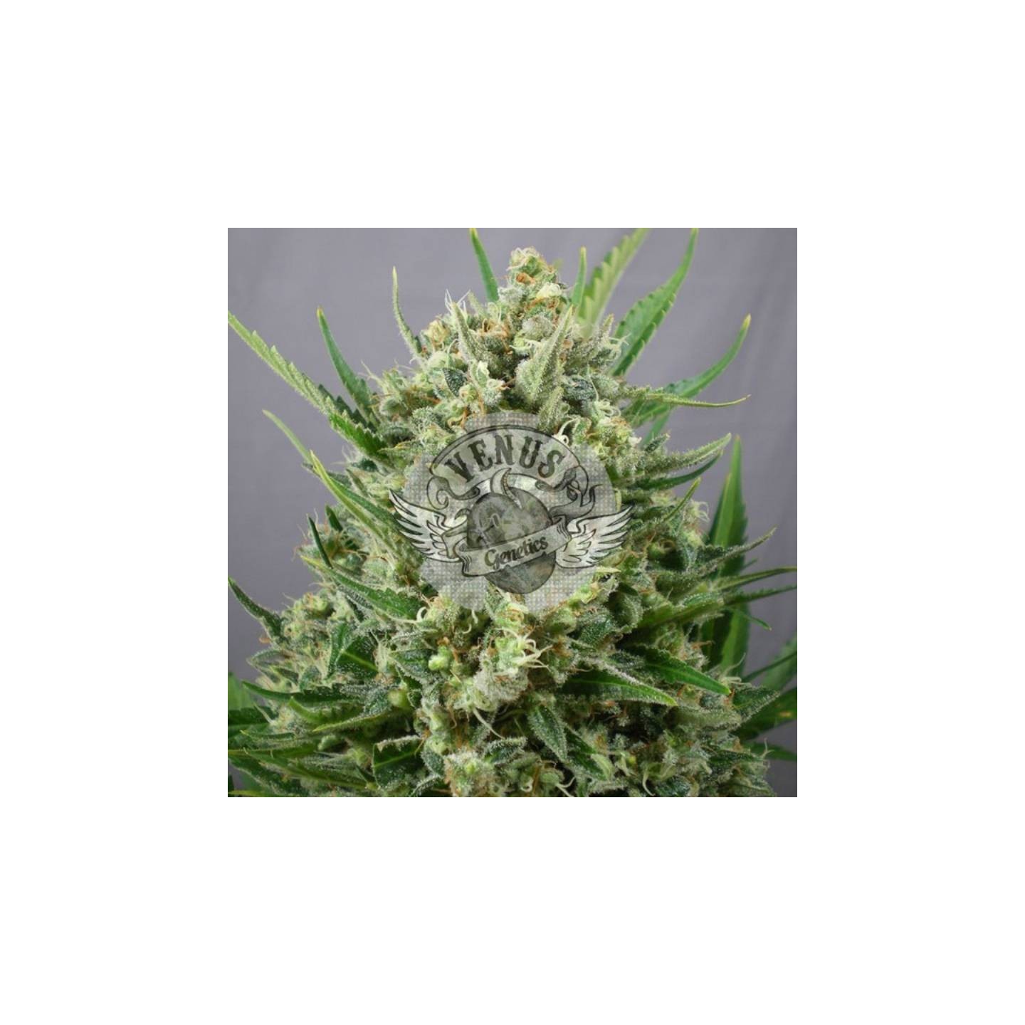 Akatombe Feminizada de Venus Genetics