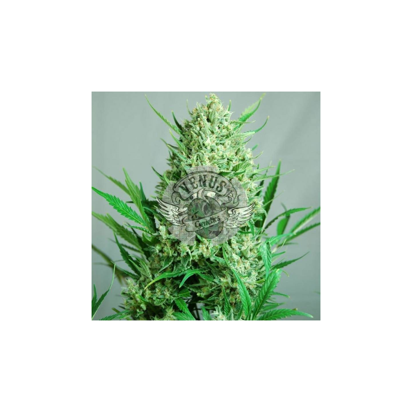 Akatombe Autofloreciente Feminizada de Venus Genetics
