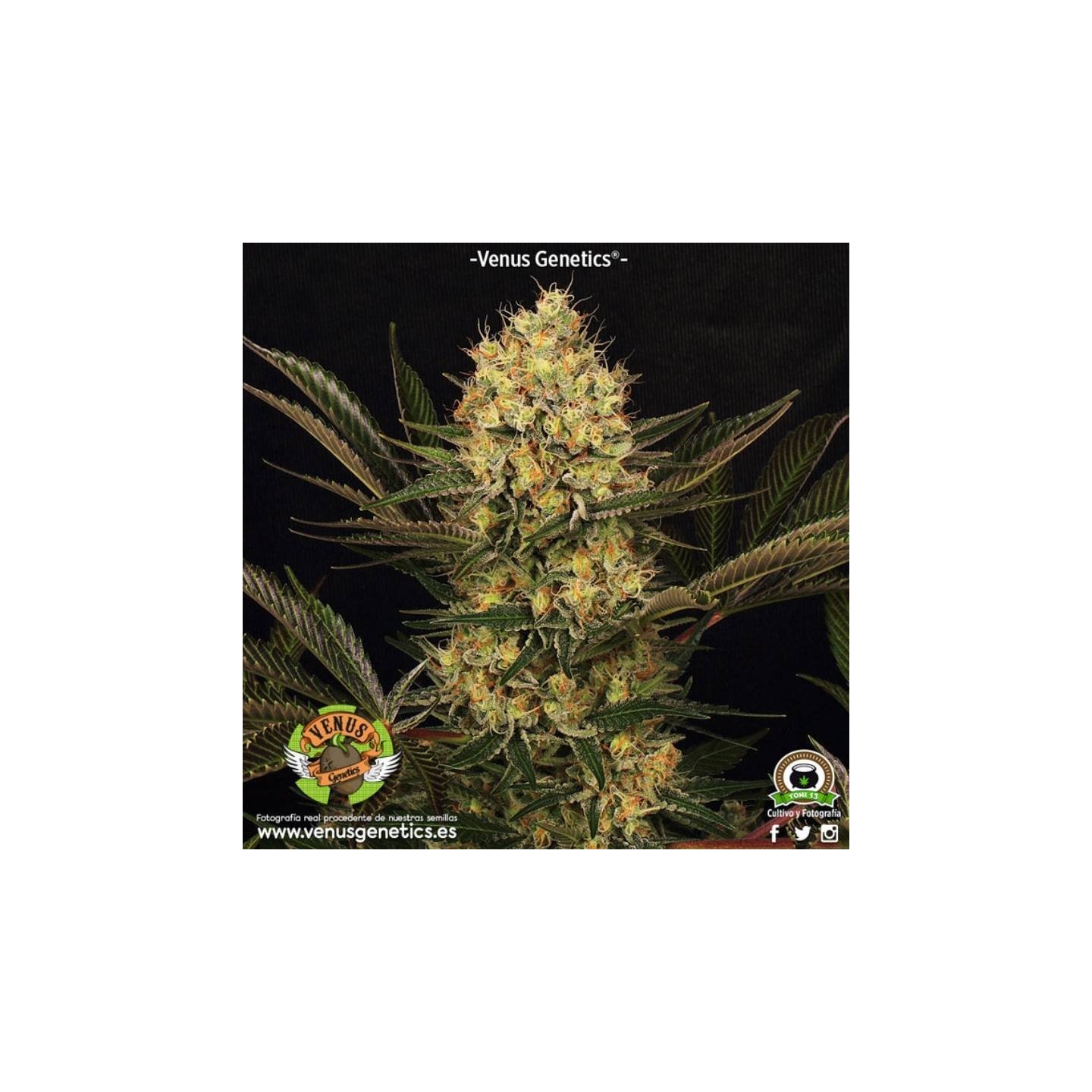 Cheese Kaberry Feminizada de Venus Genetics