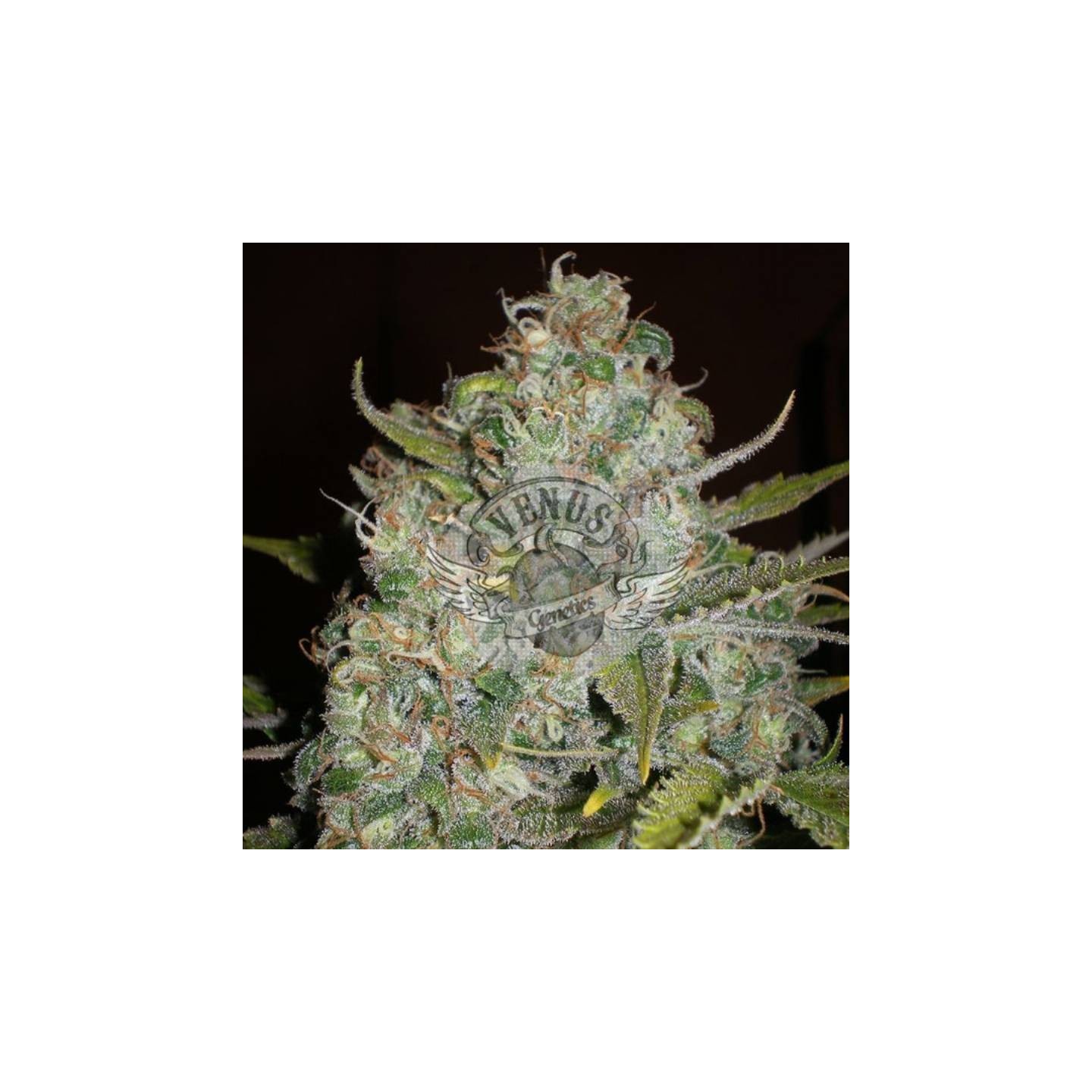 Critical Haze Feminizada de Venus Genetics