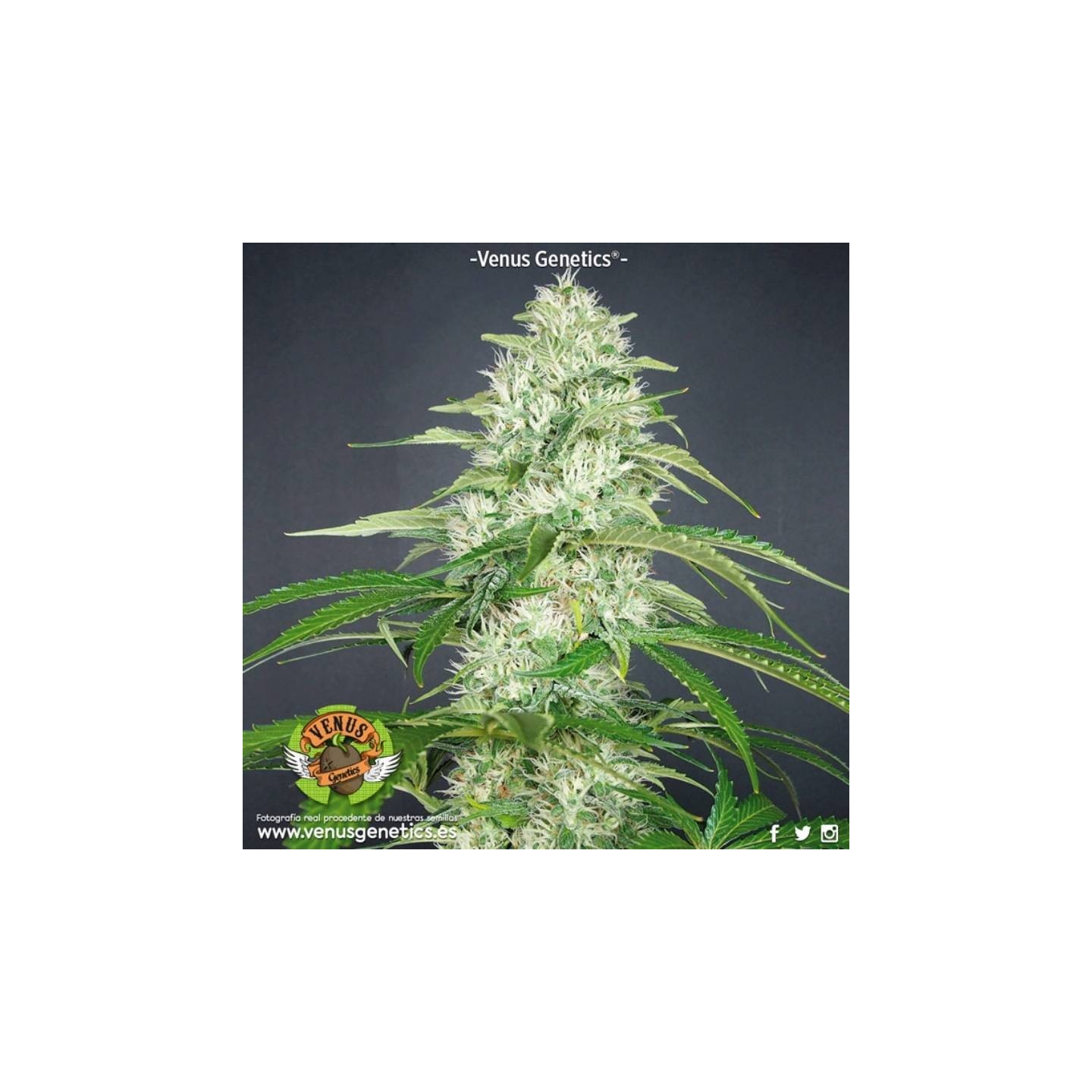 Double Cheese Feminizada de Venus Genetics