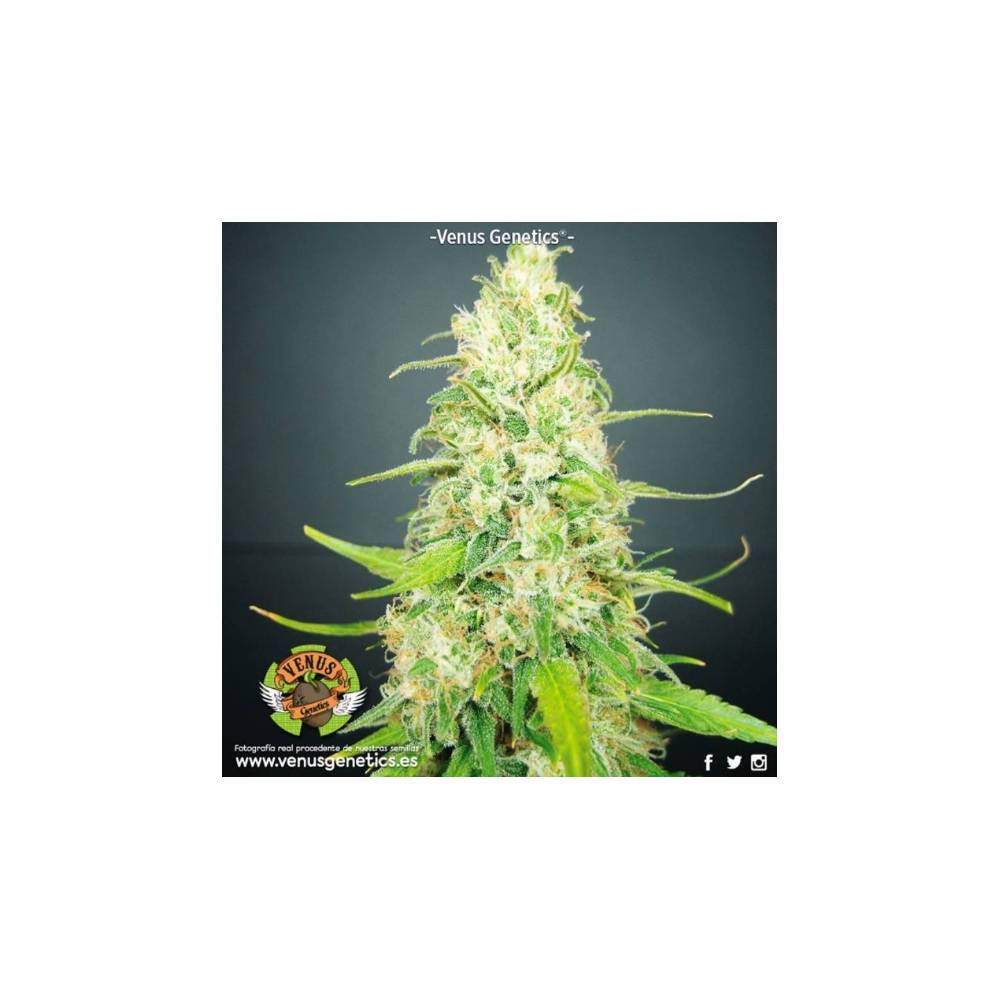 Jack Attack Feminizada de Venus Genetics