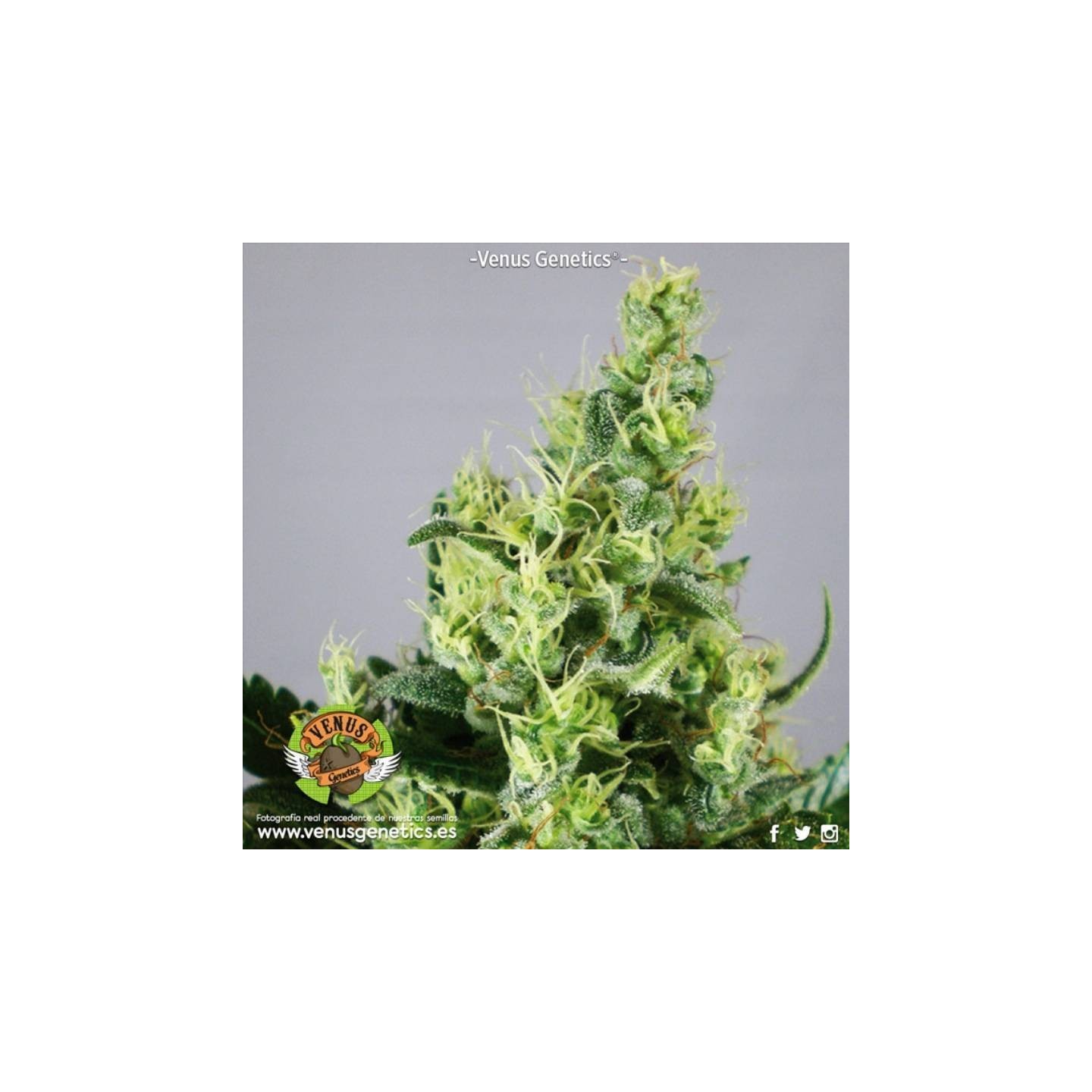 Kalifragimistic Feminizada de Venus Genetics