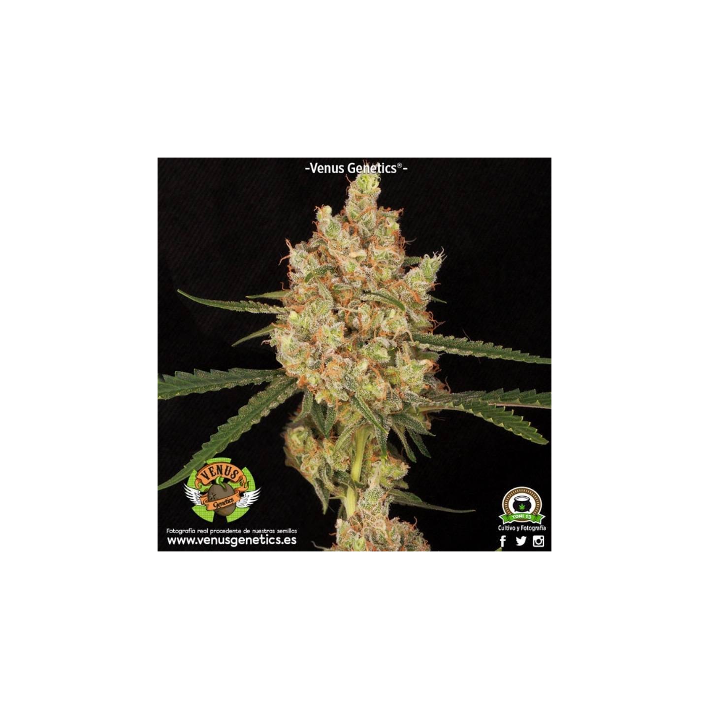 Kritical Max Autofloreciente Feminizada de Venus Genetics