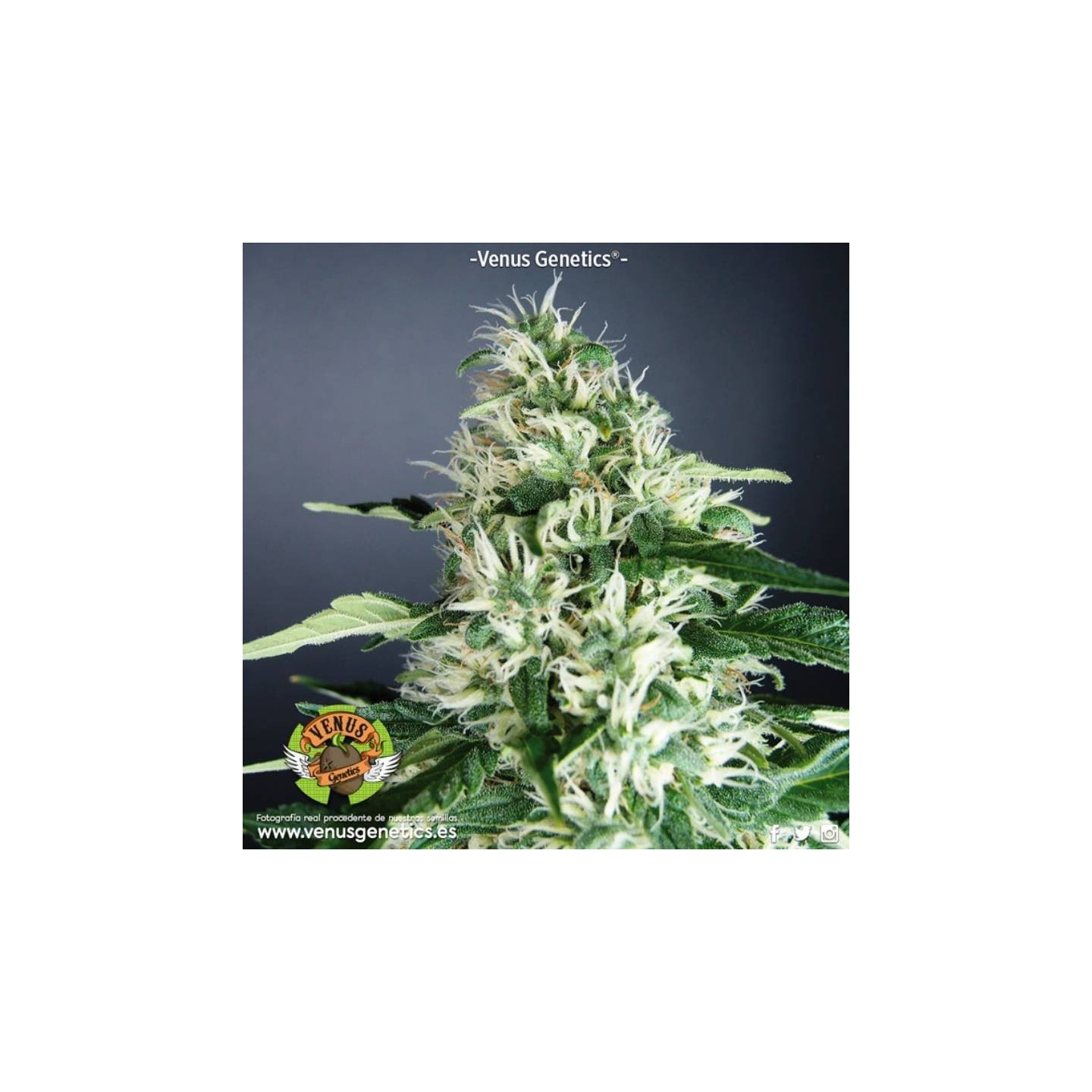 Kronic Feminizada de Venus Genetics