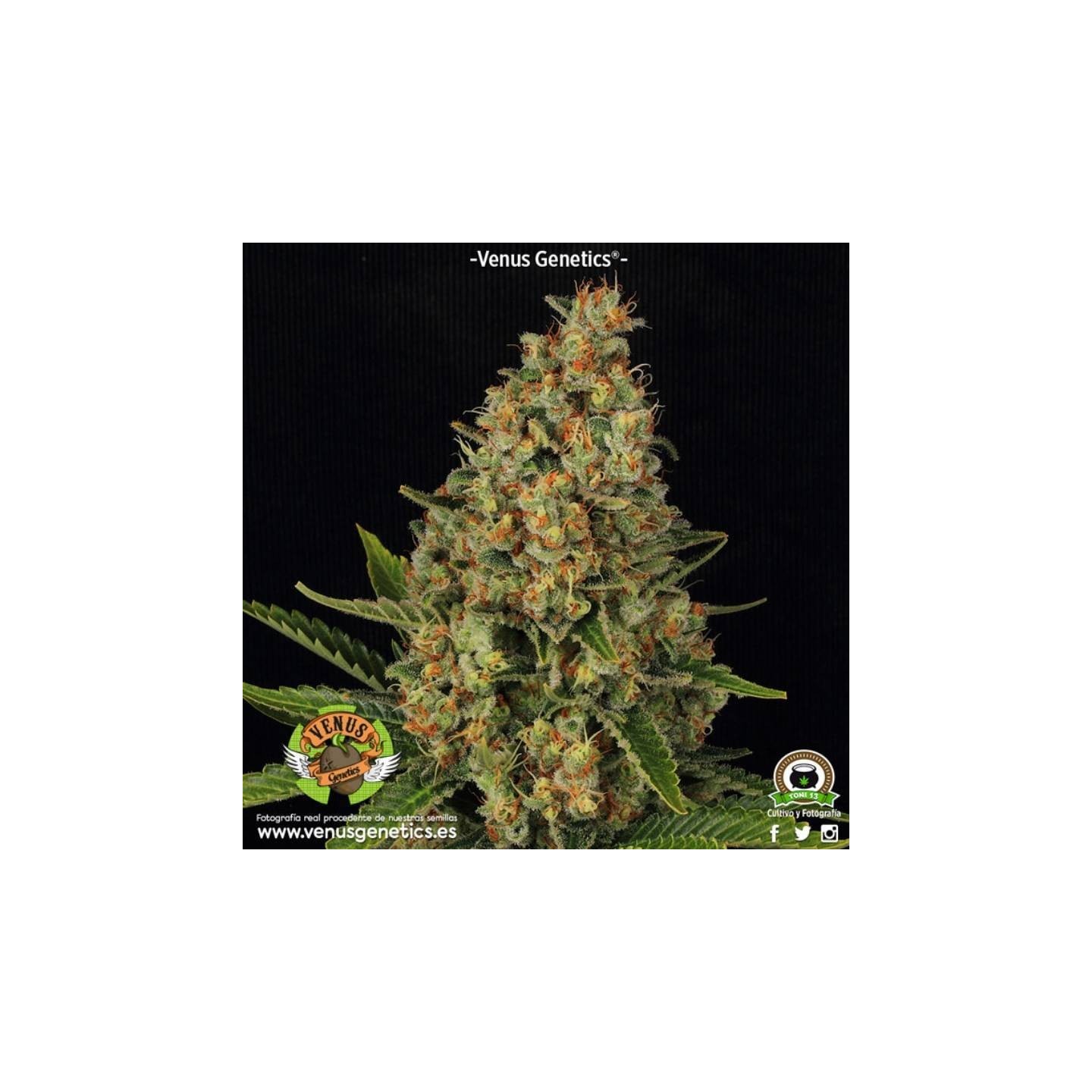 Lavender Feminizada de Venus Genetics