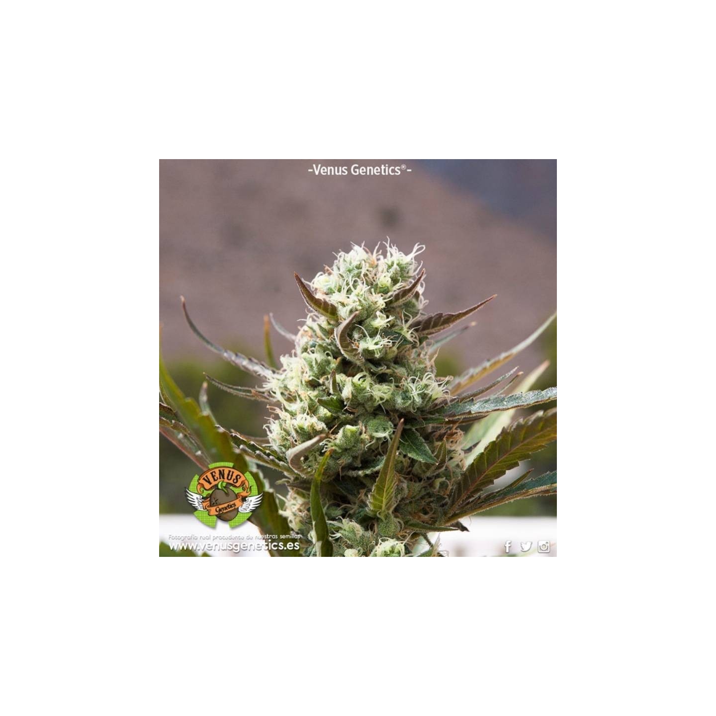Jack Attack Autofloreciente Feminizada de Venus Genetics