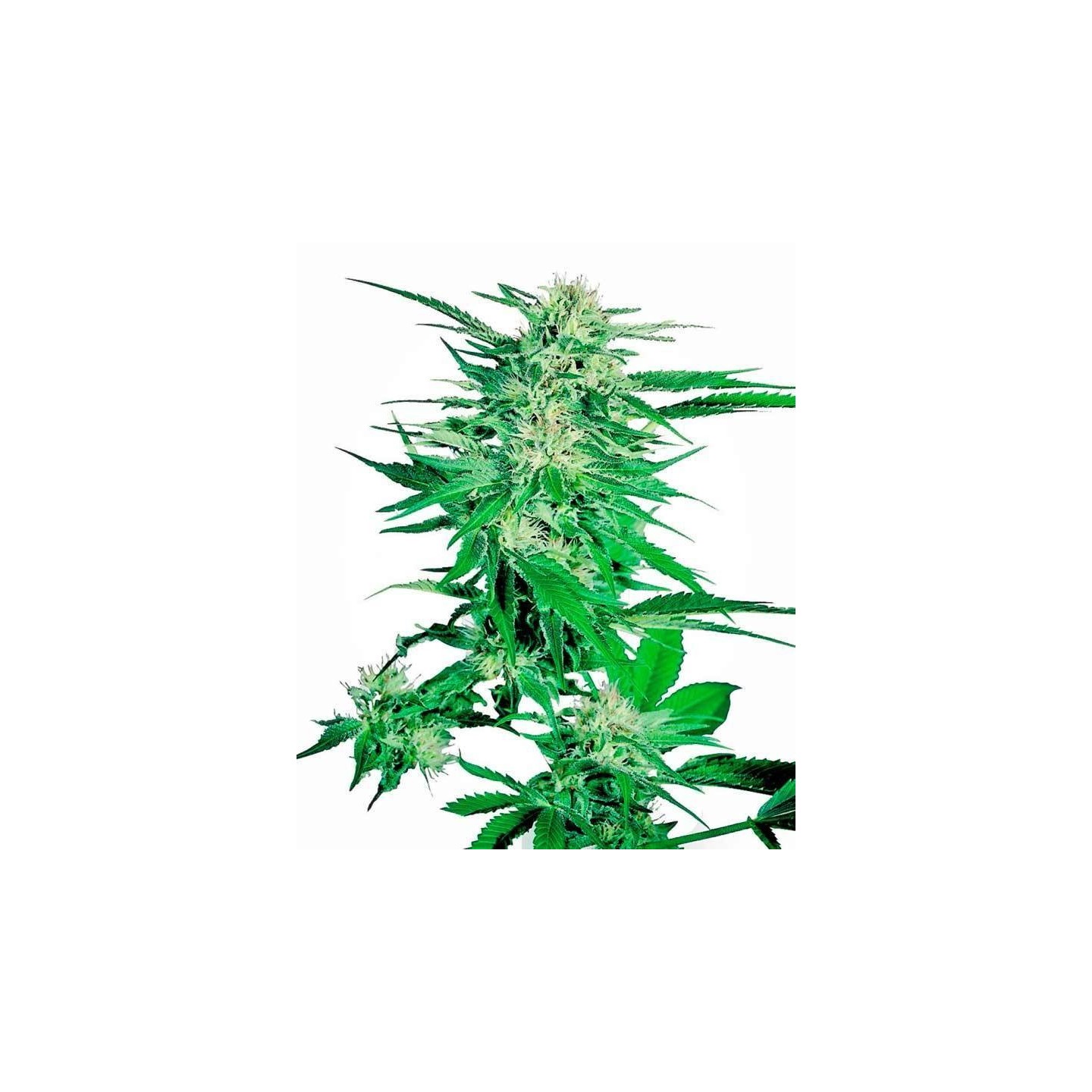 Big Bud Feminizada de Sensi Seeds