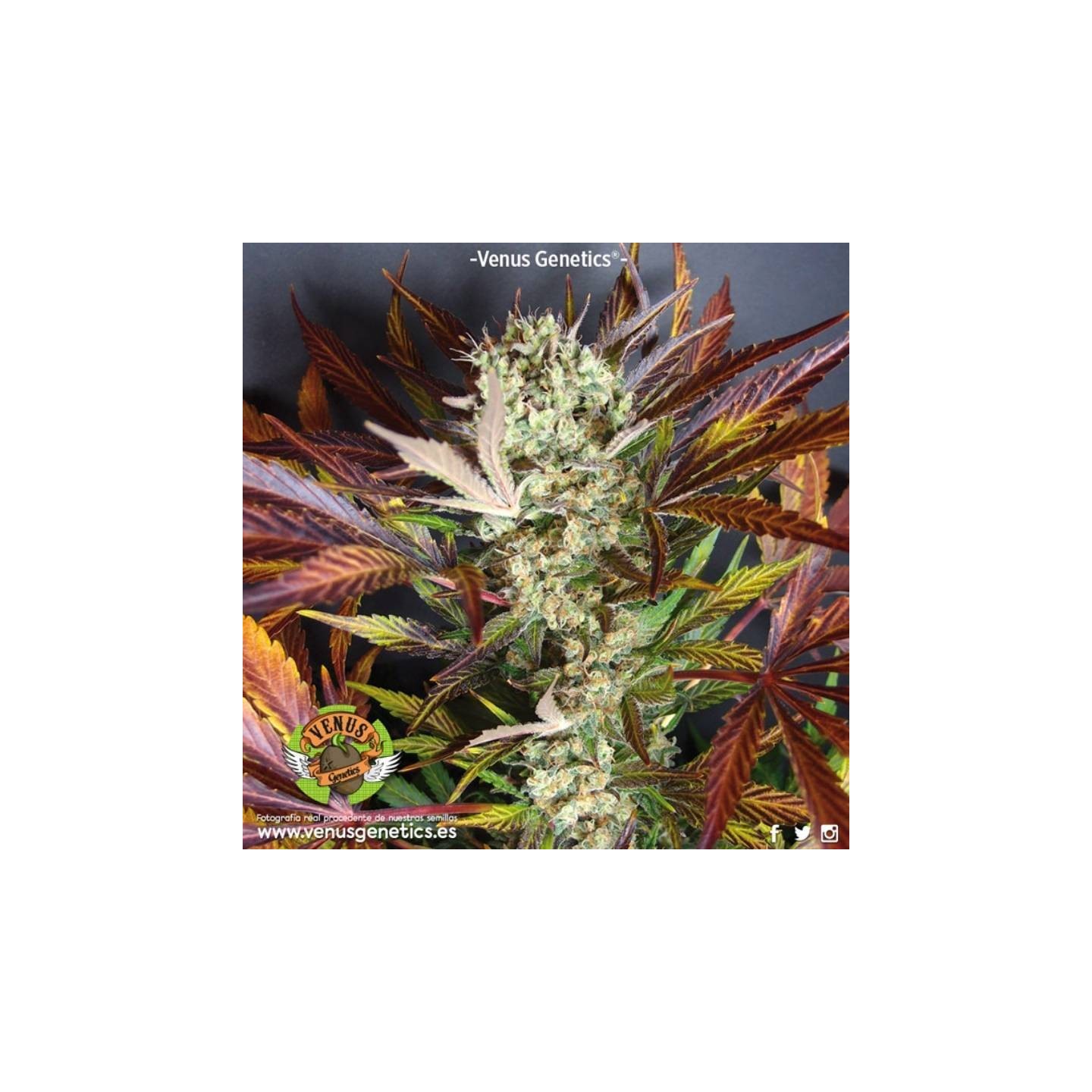 Red Skunk Autofloreciente Feminizada de Venus Genetics