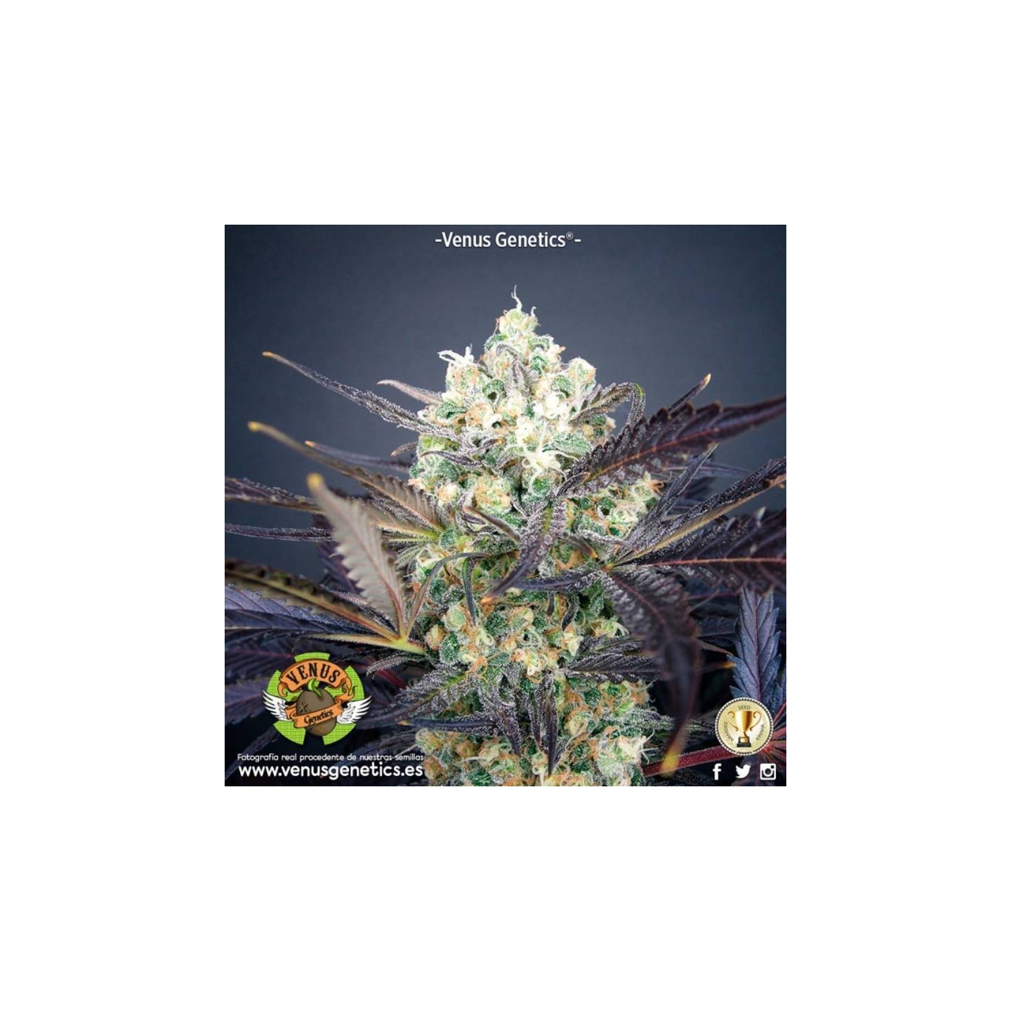 Super Cheese Haze Feminizada de Venus Genetics