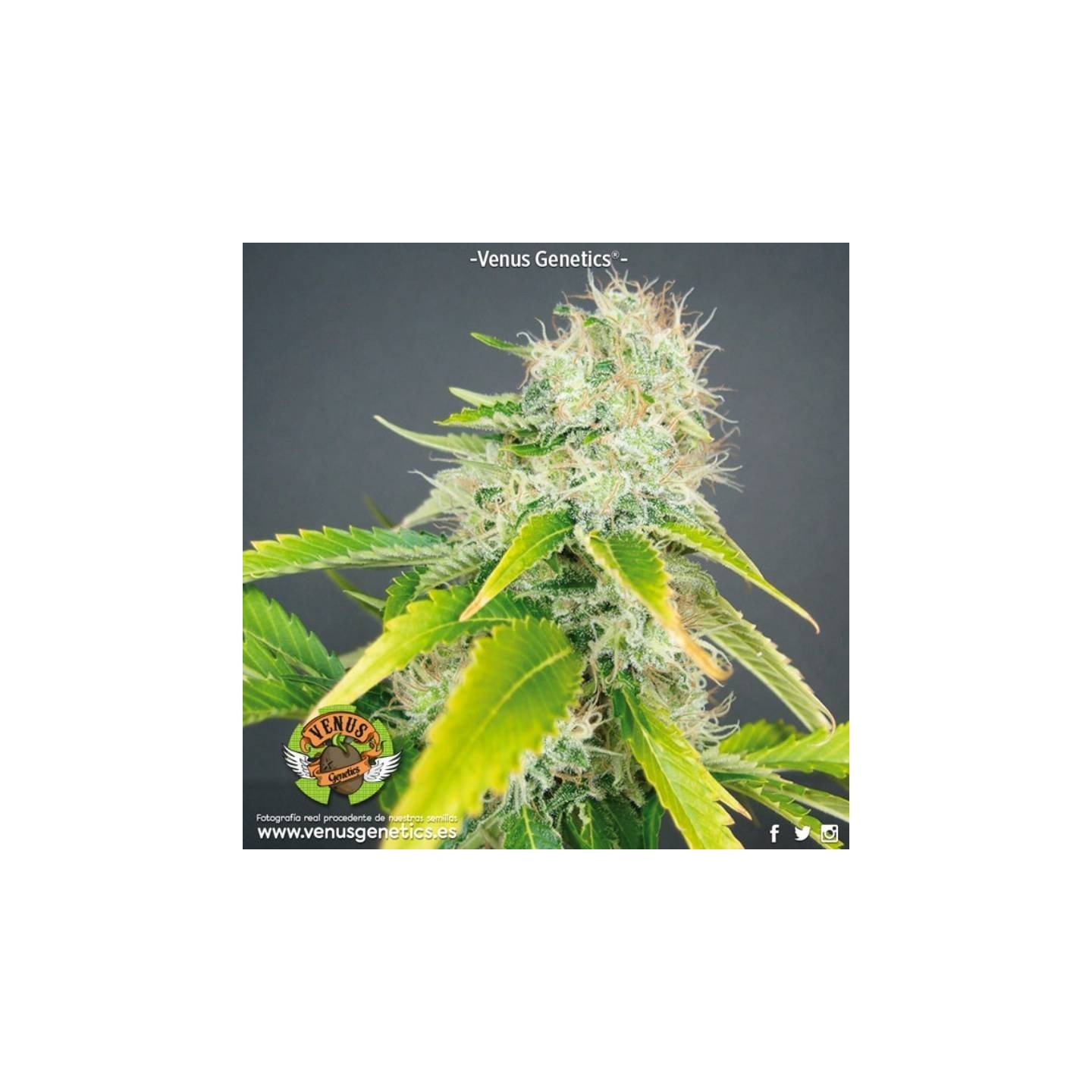 Super Haze Feminizada de Venus Genetics