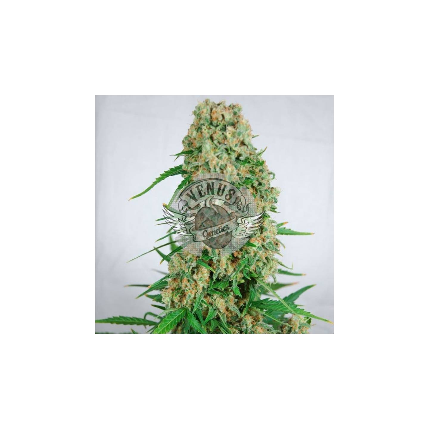 Viuda Blanca Feminizada de Venus Genetics