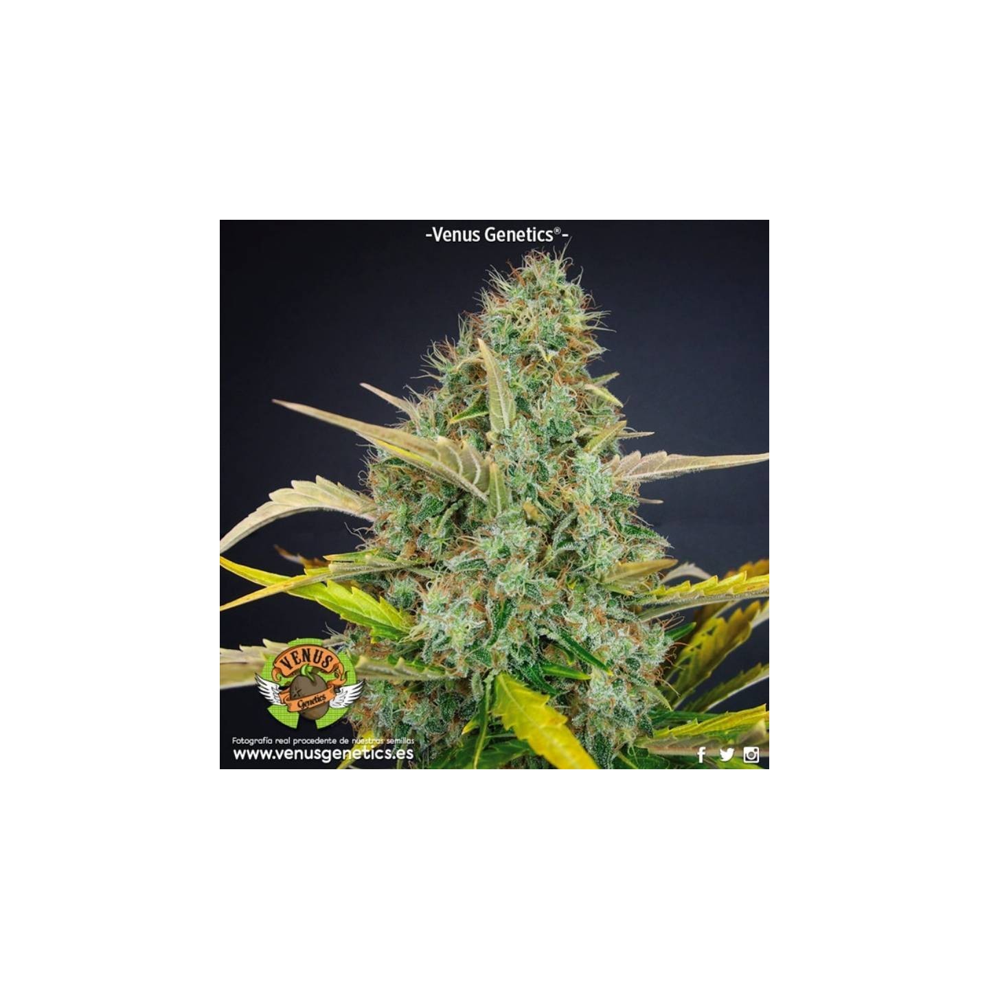 White Chocolate Feminizada de Venus Genetics