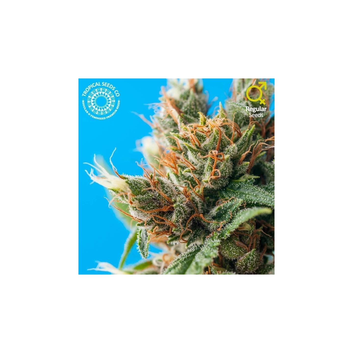Durban Punch Regular Feminizada de Tropical Seeds