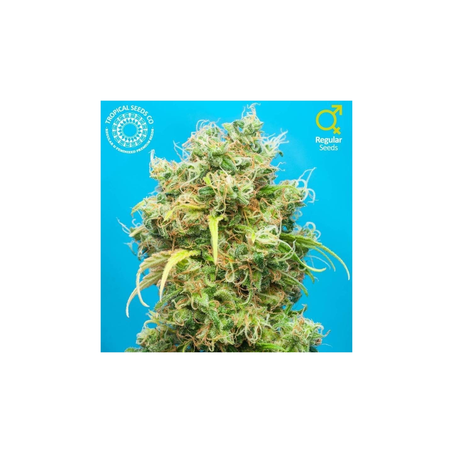 Ciskei Regular de Tropical Seeds